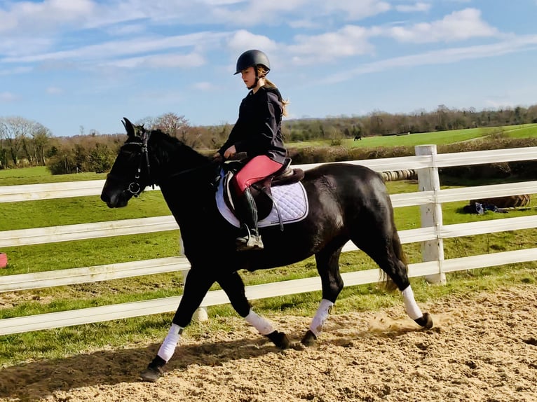 Connemara Mare 4 years 14,1 hh Gray in Mountrath