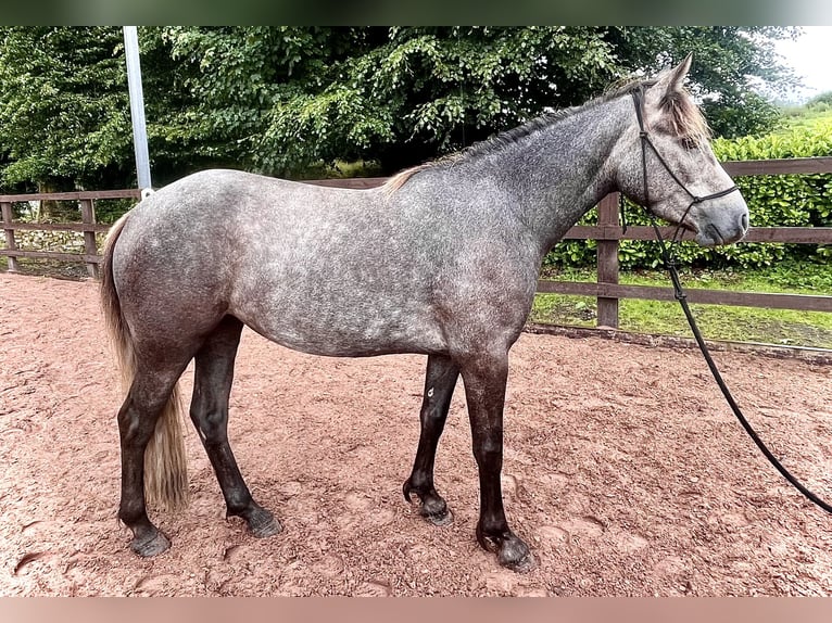 Connemara Mare 4 years 14,1 hh Gray-Red-Tan in Galway