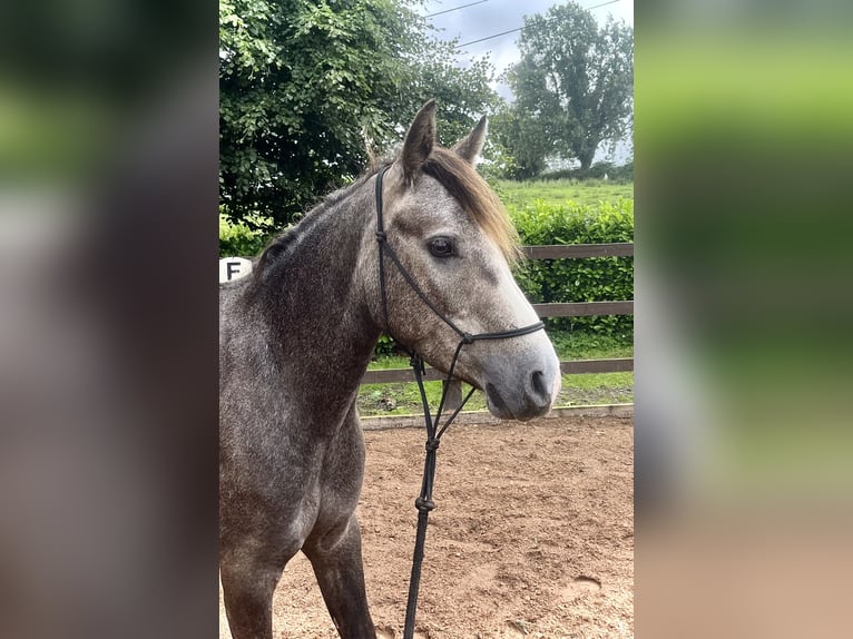 Connemara Mare 4 years 14,1 hh Gray-Red-Tan in Galway
