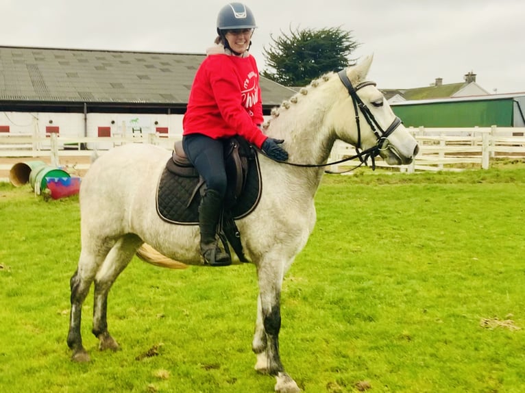 Connemara Mare 4 years 14,1 hh Gray in Mountrath