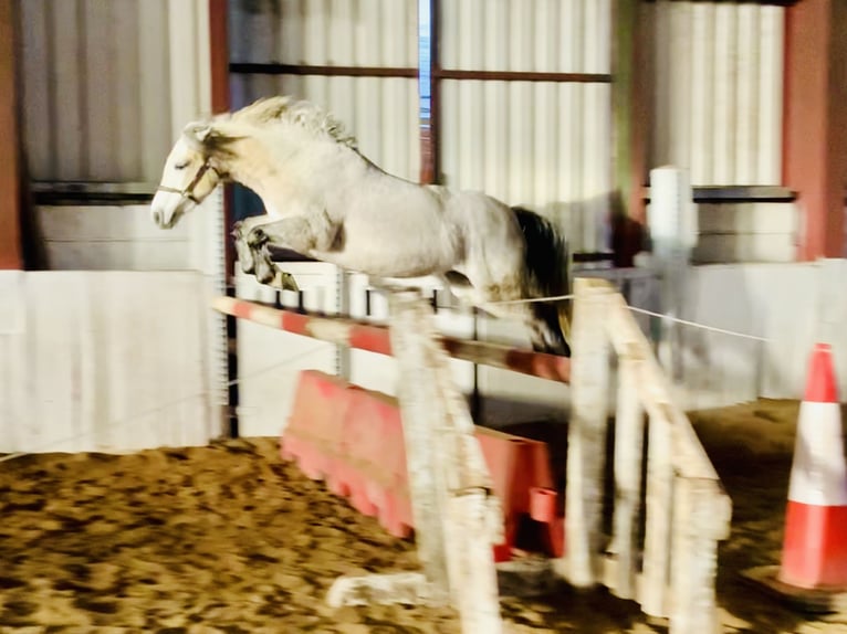 Connemara Mare 4 years 14,1 hh Gray in Mountrath