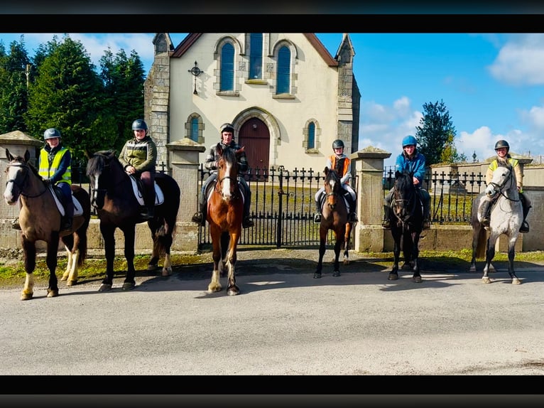 Connemara Mare 4 years 14,1 hh Gray in Mountrath