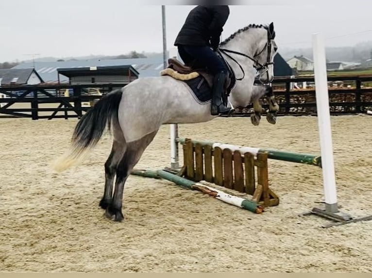 Connemara Mare 4 years 14,1 hh Gray in Sligo