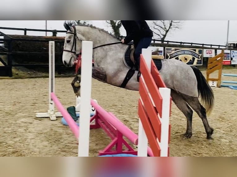 Connemara Mare 4 years 14,1 hh Gray in Sligo