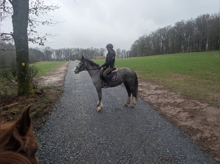 Connemara Mix Mare 4 years 14.1 hh Grey-Blue-Tan in Morsbach