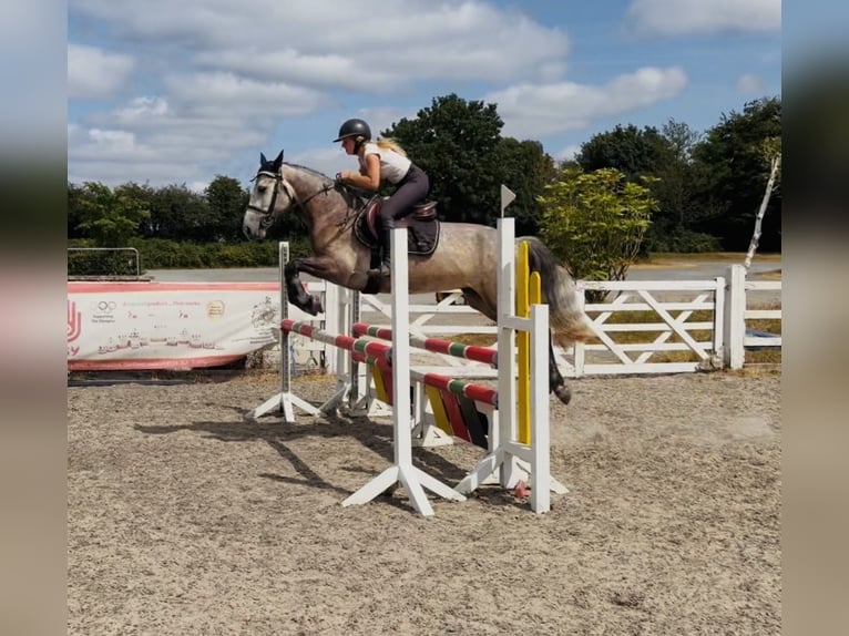 Connemara Mare 4 years 14.1 hh Grey-Dapple in Mountrath, Co. Laois