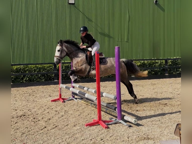 Connemara Mare 4 years 14.1 hh Grey-Dark-Tan in Mountrath, Co. Laois