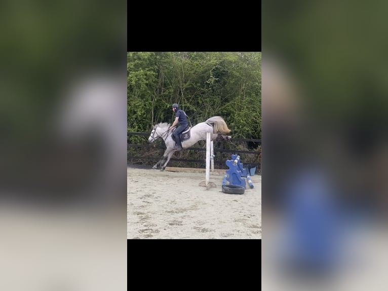 Connemara Mare 4 years 14.1 hh Grey in Westmeath