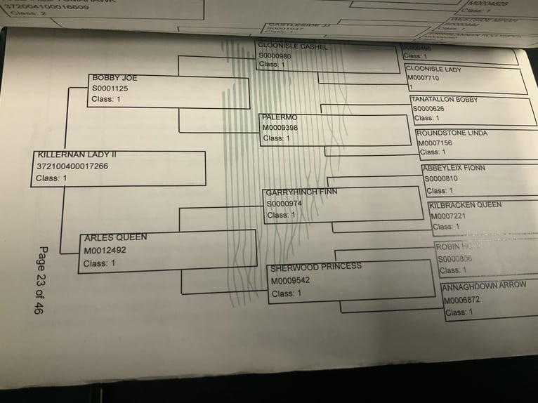 Connemara Mare 4 years 14,1 hh Grey in Mountrath