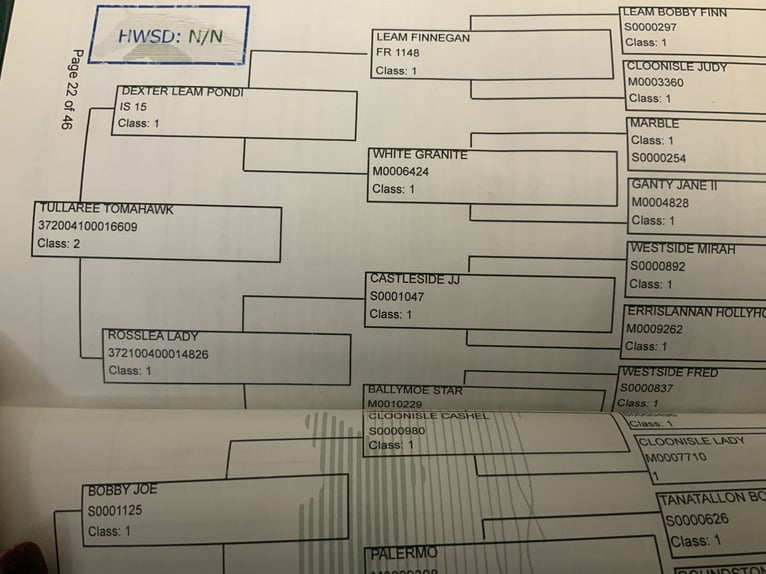 Connemara Mare 4 years 14,1 hh Grey in Mountrath