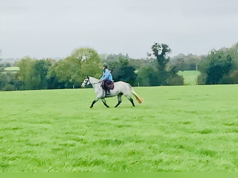 Connemara Mare 4 years 14,1 hh Grey in Mountrath