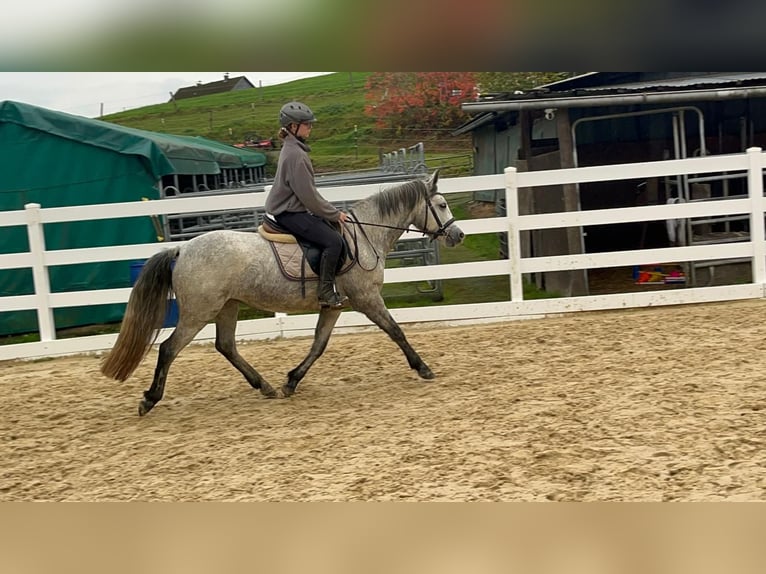 Connemara Mare 4 years 14.1 hh Grey in Morsbach