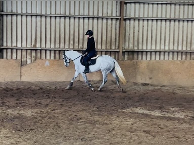 Connemara Mare 4 years 14.1 hh Grey in Sligo