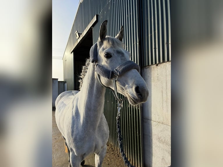 Connemara Mare 4 years 14.1 hh Grey in Sligo