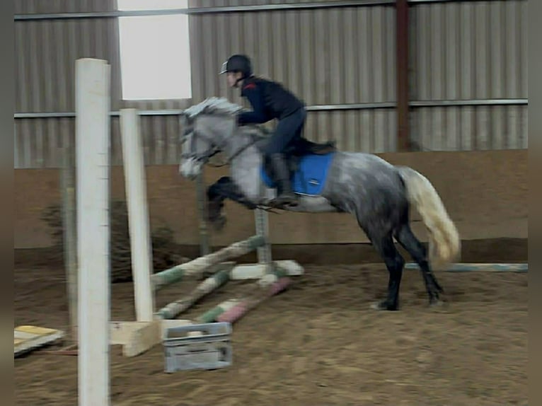 Connemara Mare 4 years 14.1 hh Grey in Sligo