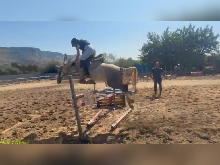 Connemara Mare 4 years 14.1 hh Grey in Solarino