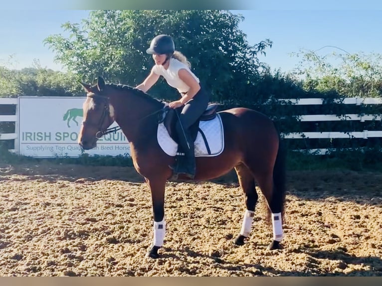 Connemara Mare 4 years 14,2 hh Brown in Mountrath