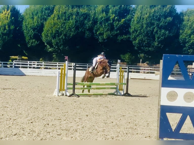 Connemara Mare 4 years 14,2 hh Brown in Mountrath