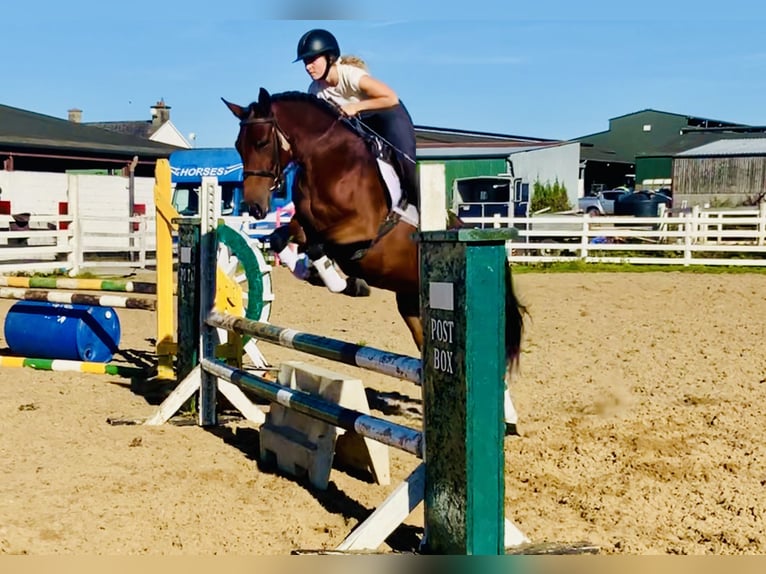 Connemara Mare 4 years 14,2 hh Brown in Mountrath