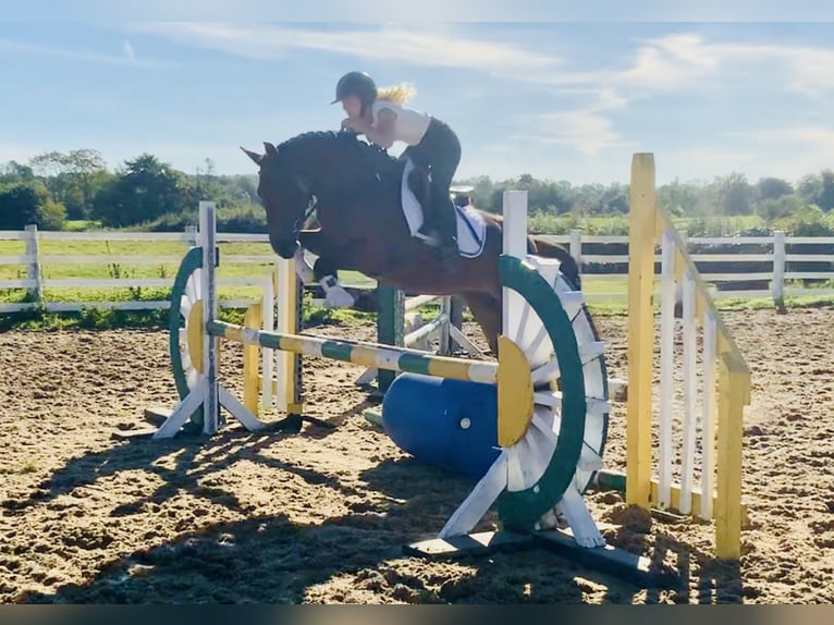 Connemara Mare 4 years 14,2 hh Brown in Mountrath