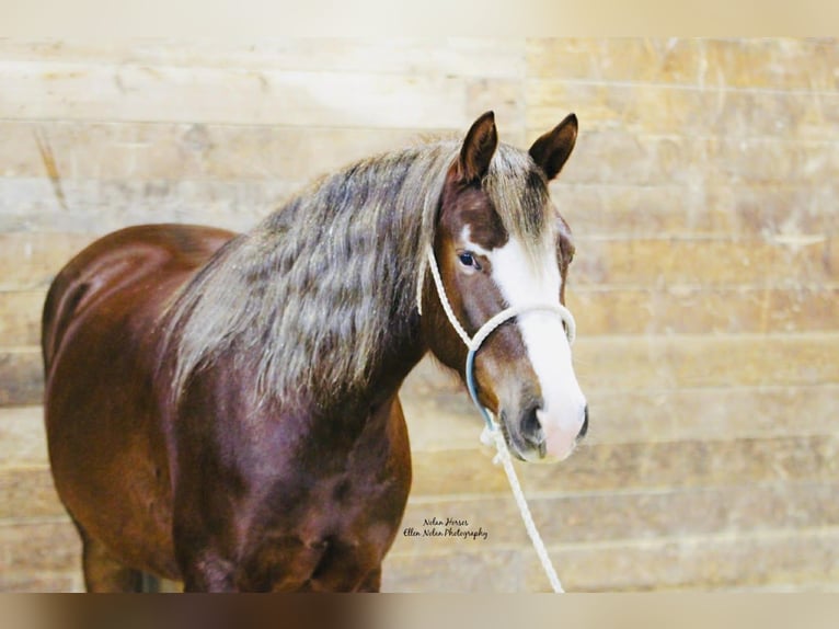 Connemara Mare 4 years 14.2 hh Chestnut in Peosta