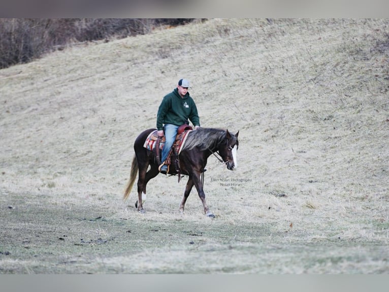 Connemara Mare 4 years 14.2 hh Chestnut in Peosta