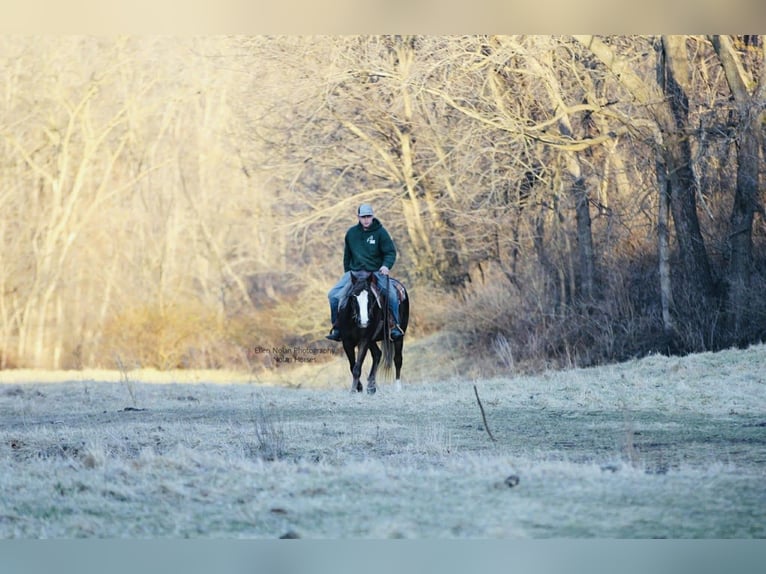 Connemara Mare 4 years 14.2 hh Chestnut in Peosta