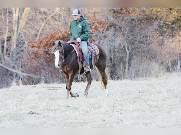 Connemara Mare 4 years 14.2 hh Chestnut in Peosta