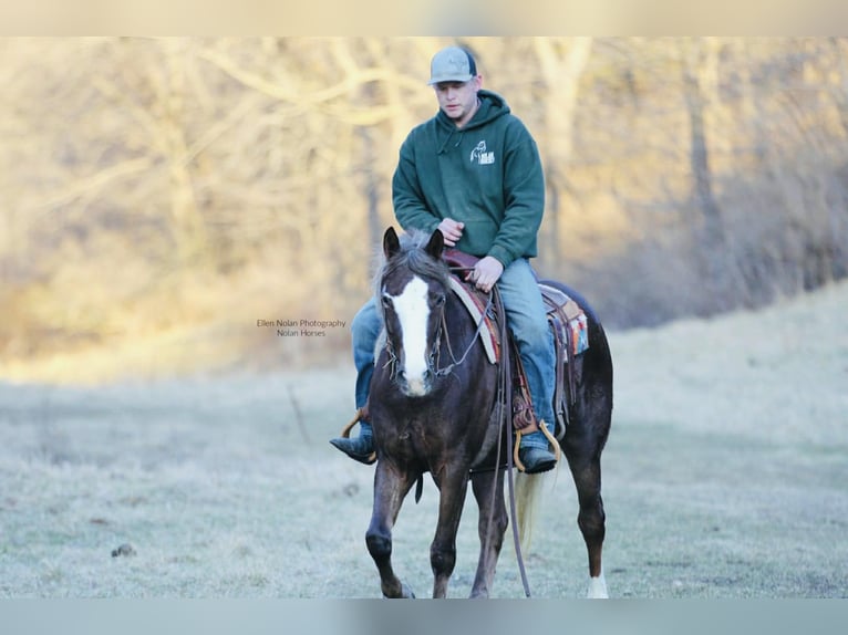 Connemara Mare 4 years 14.2 hh Chestnut in Peosta