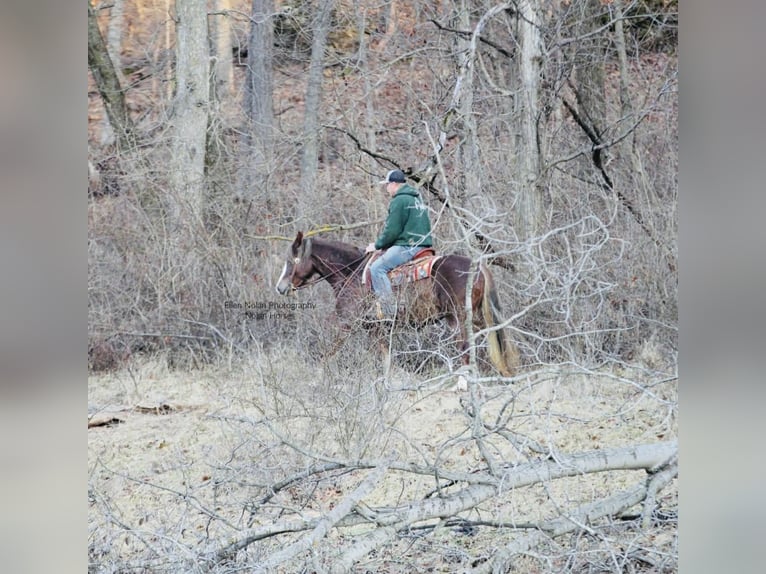 Connemara Mare 4 years 14.2 hh Chestnut in Peosta