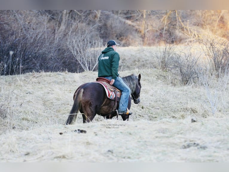 Connemara Mare 4 years 14.2 hh Chestnut in Peosta