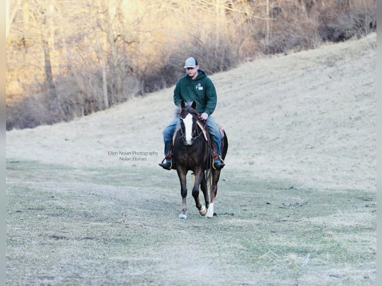 Connemara Mare 4 years 14.2 hh Chestnut in Peosta