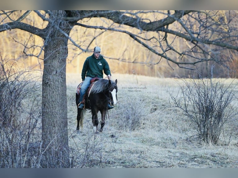 Connemara Mare 4 years 14.2 hh Chestnut in Peosta
