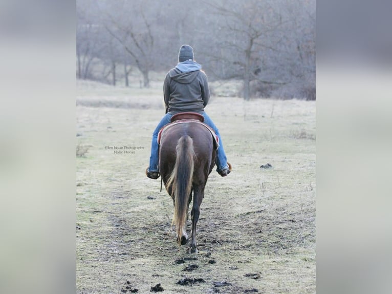 Connemara Mare 4 years 14.2 hh Chestnut in Peosta