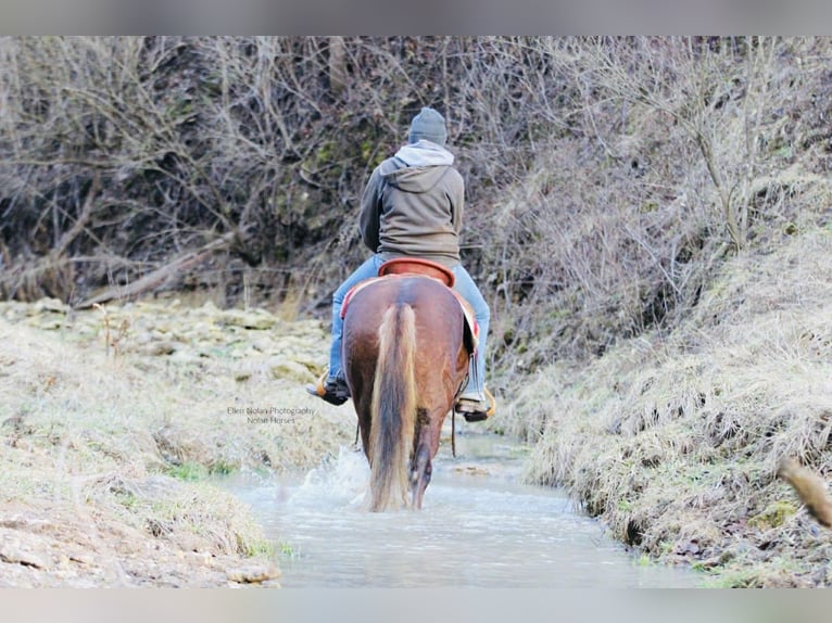 Connemara Mare 4 years 14.2 hh Chestnut in Peosta