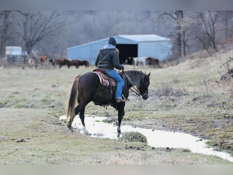 Connemara Mare 4 years 14.2 hh Chestnut in Peosta