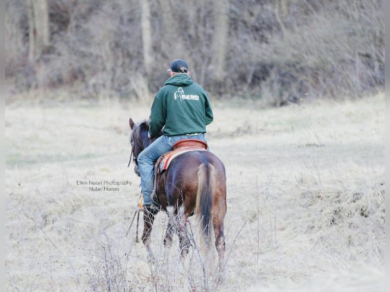 Connemara Mare 4 years 14.2 hh Chestnut in Peosta