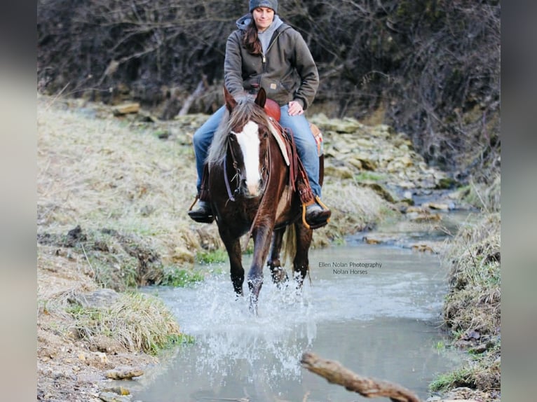 Connemara Mare 4 years 14.2 hh Chestnut in Peosta
