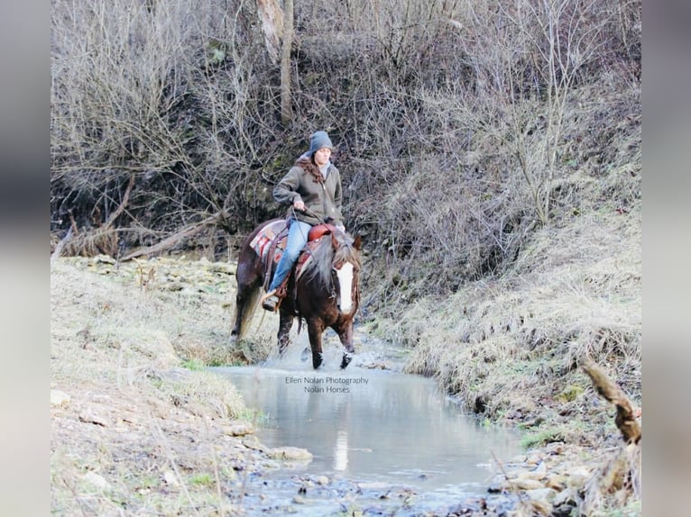 Connemara Mare 4 years 14.2 hh Chestnut in Peosta