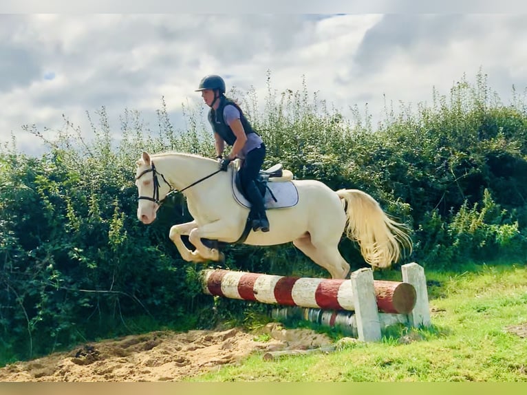 Connemara Mare 4 years 14,2 hh Cremello in Mountrath