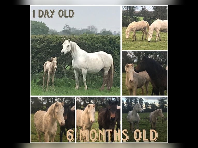 Connemara Mare 4 years 14,2 hh Cremello in Mountrath