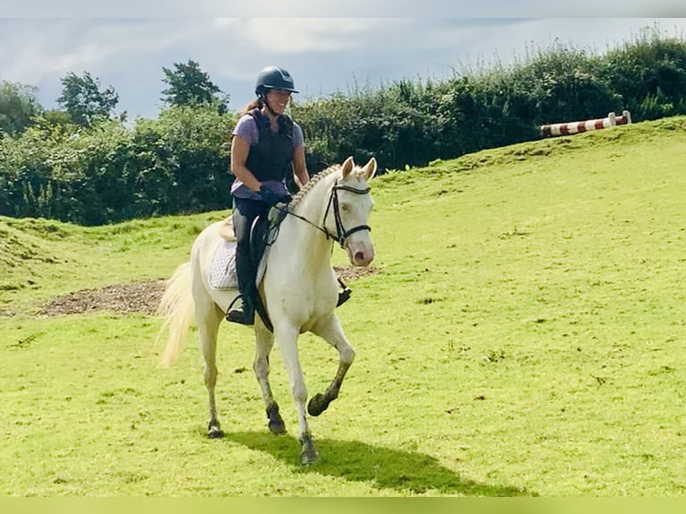 Connemara Mare 4 years 14,2 hh Cremello in Mountrath