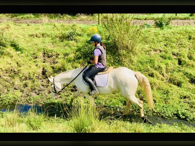 Connemara Mare 4 years 14,2 hh Cremello in Mountrath