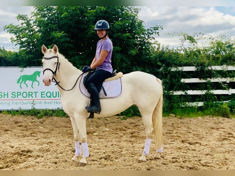 Connemara Mare 4 years 14,2 hh Cremello in Mountrath