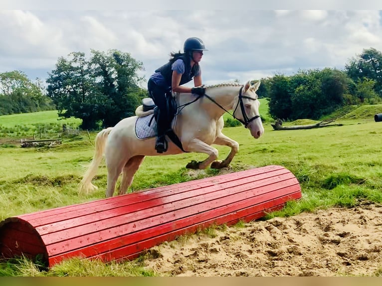 Connemara Mare 4 years 14,2 hh Cremello in Mountrath