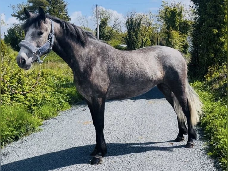 Connemara Mare 4 years 14.2 hh Dun in Sligo