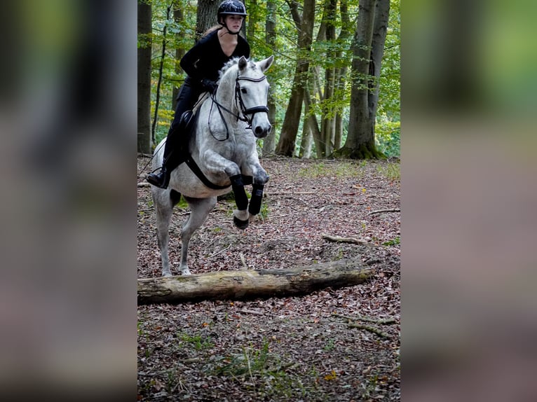 Connemara Mare 4 years 14,2 hh Gray in Nettersheim