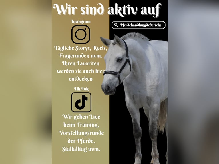 Connemara Mare 4 years 14,2 hh Gray in Nettersheim