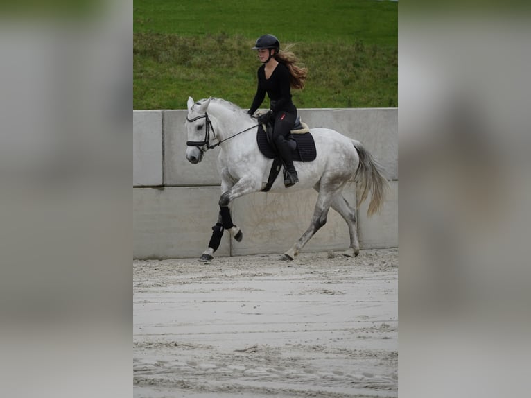 Connemara Mare 4 years 14,2 hh Gray in Nettersheim