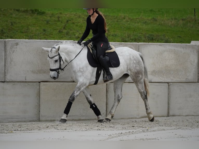 Connemara Mare 4 years 14,2 hh Gray in Nettersheim